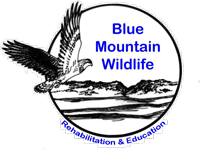 Blue Mountain Wildlife